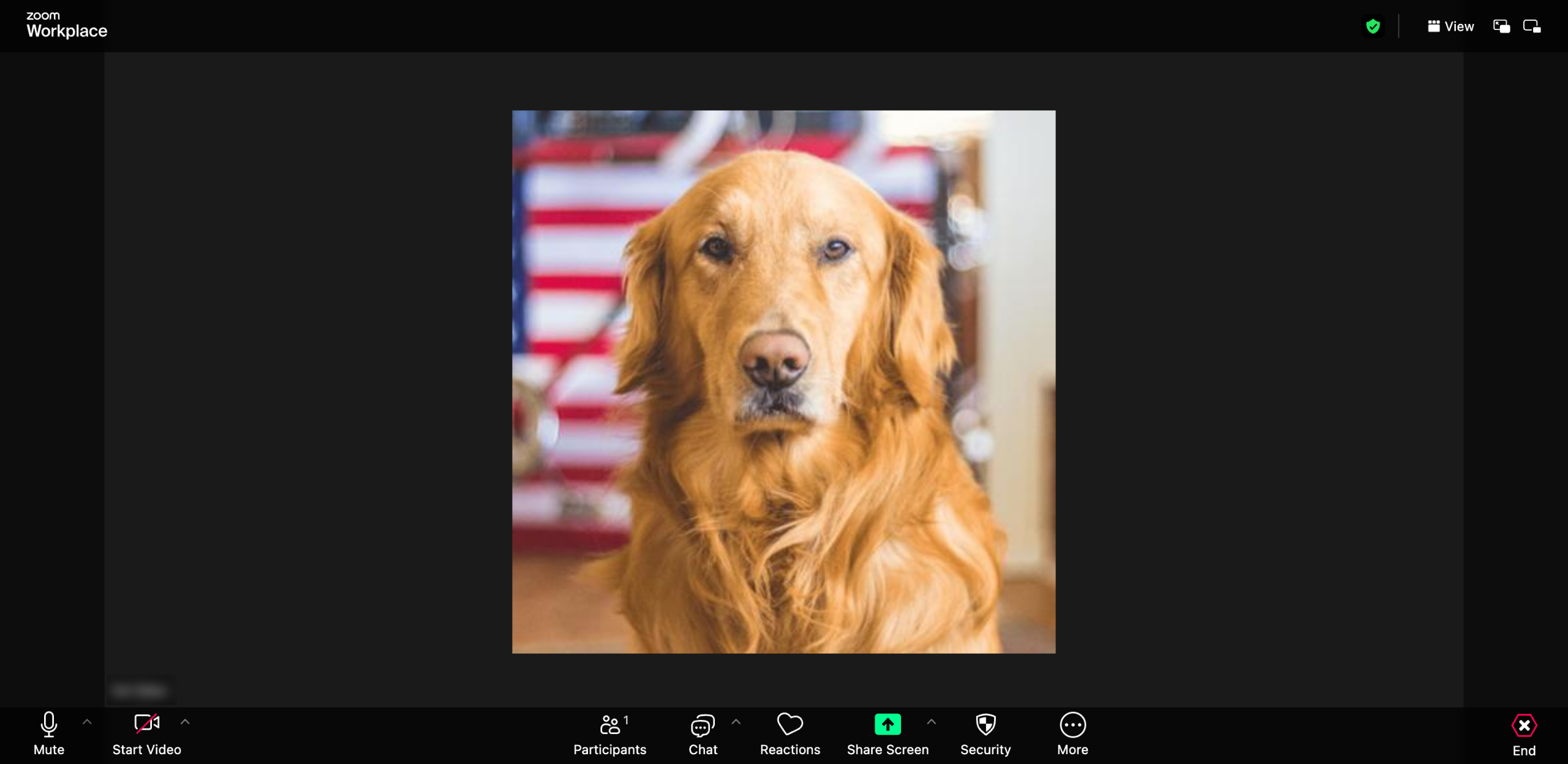How to Mute a Zoom Meeting